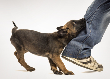 puppy training - preventing play biting